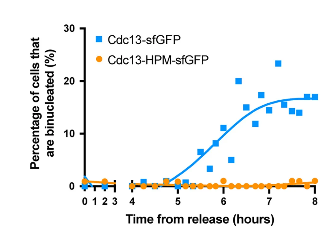 Open access visualization of Scatter Plot, Line Plot, Cells, DAPI, Binucleation