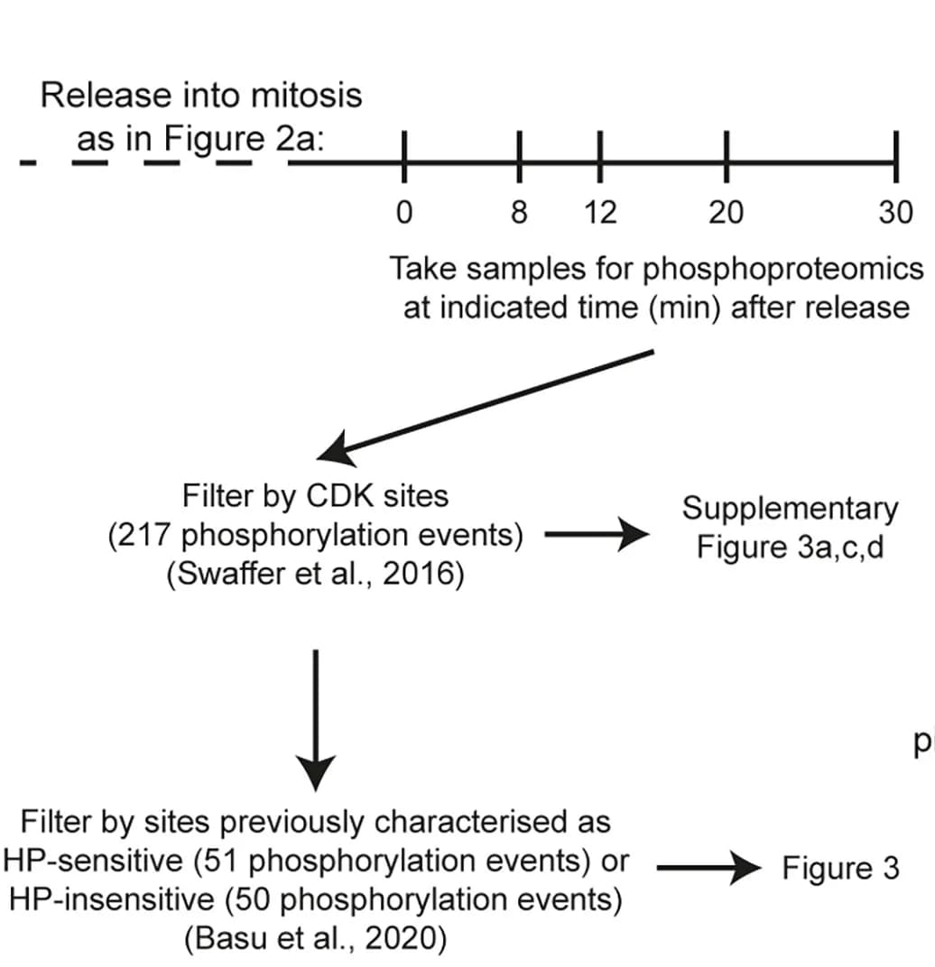 Open access visualization of Workflow, Flowchart, Phosphoproteomics, Experiment, Analysis