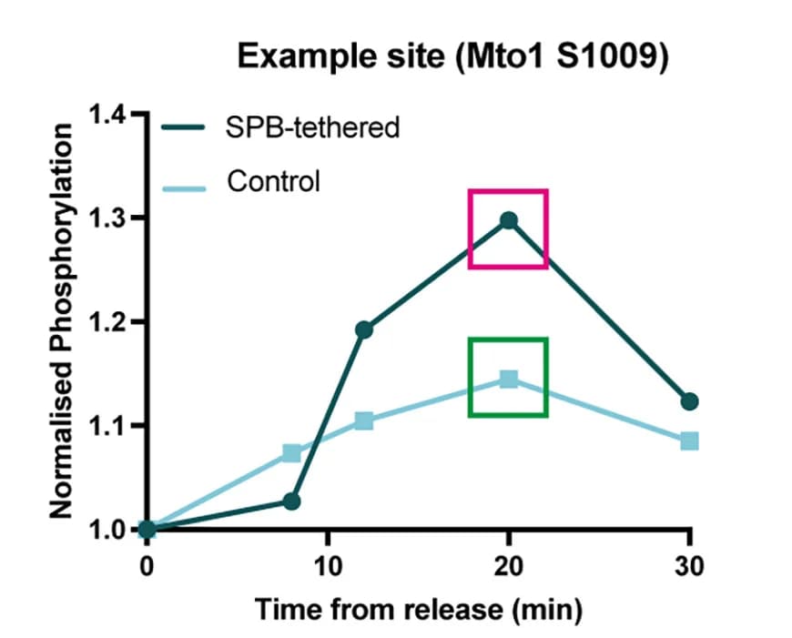 Open access visualization of Line Plot, Phosphorylation Ratio, Phosphosite, Calculation