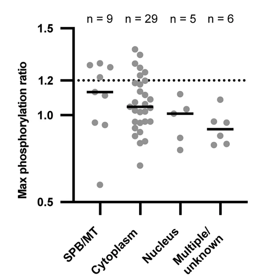 Open access visualization of Scatter Plot, Phosphorylation Ratio, HP-Sensitive Sites, Localization, Microtubules