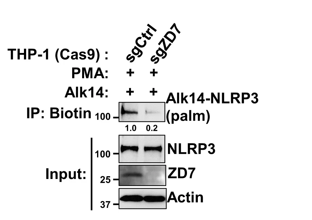 Open access visualization of Gel, NLRP3, WT THP-1 Cells, ZDHHC7KO THP-1 Cells, Palmitoylation