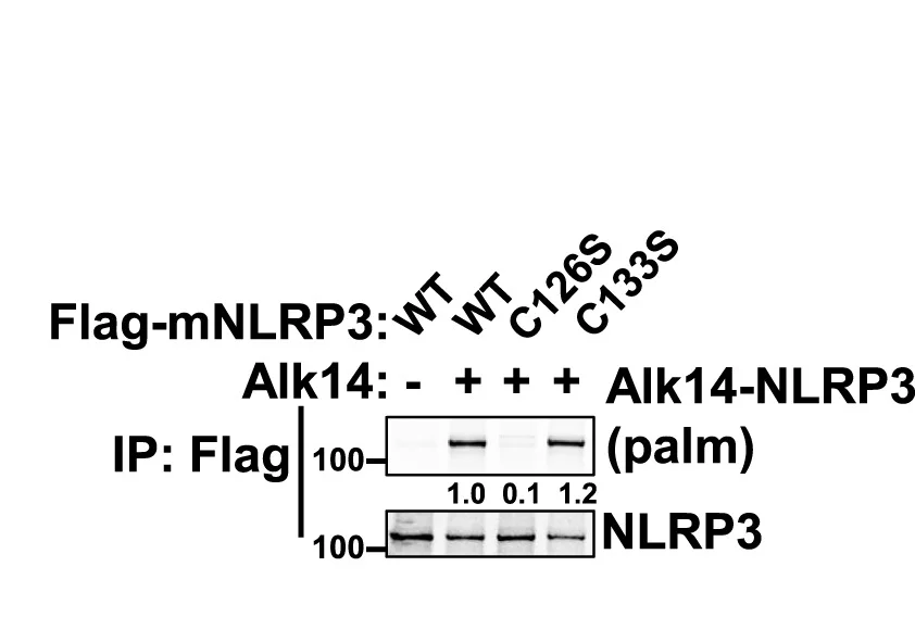 Open access visualization of Gel, Palmitoylation, Mouse NLRP3 WT, Cysteine-to-Serine Mutants, HEK293T Cells