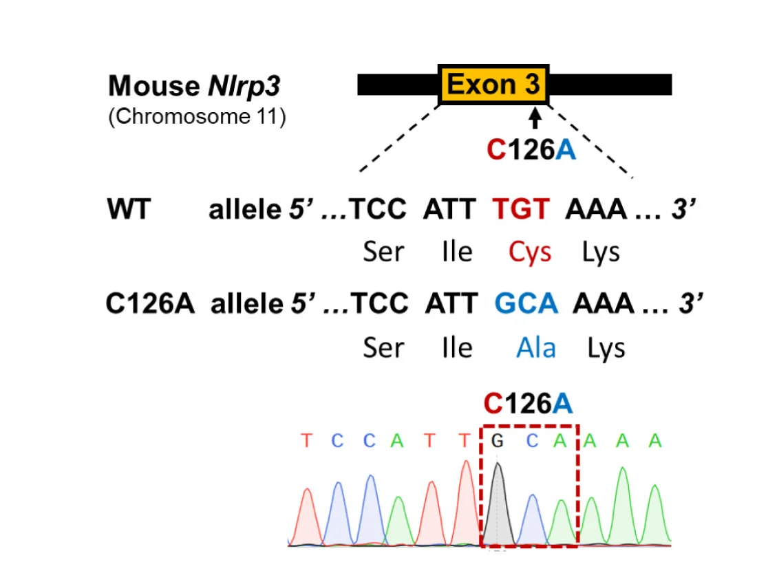 Open access visualization of Line Plot, Illustration, CRISPR-edited NLRP3 C126A Mutant, Sequencing Verification