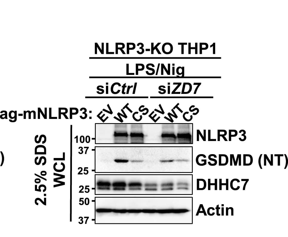 Open access visualization of Gel, Immunoblot Analysis, NLRP3, THP-1 Cells, ZDHHC7