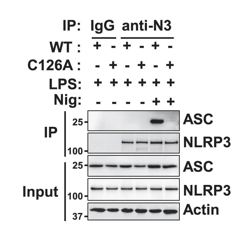 Open access visualization of Gel, NLRP3, ASC, WT, Zdhhc7KO