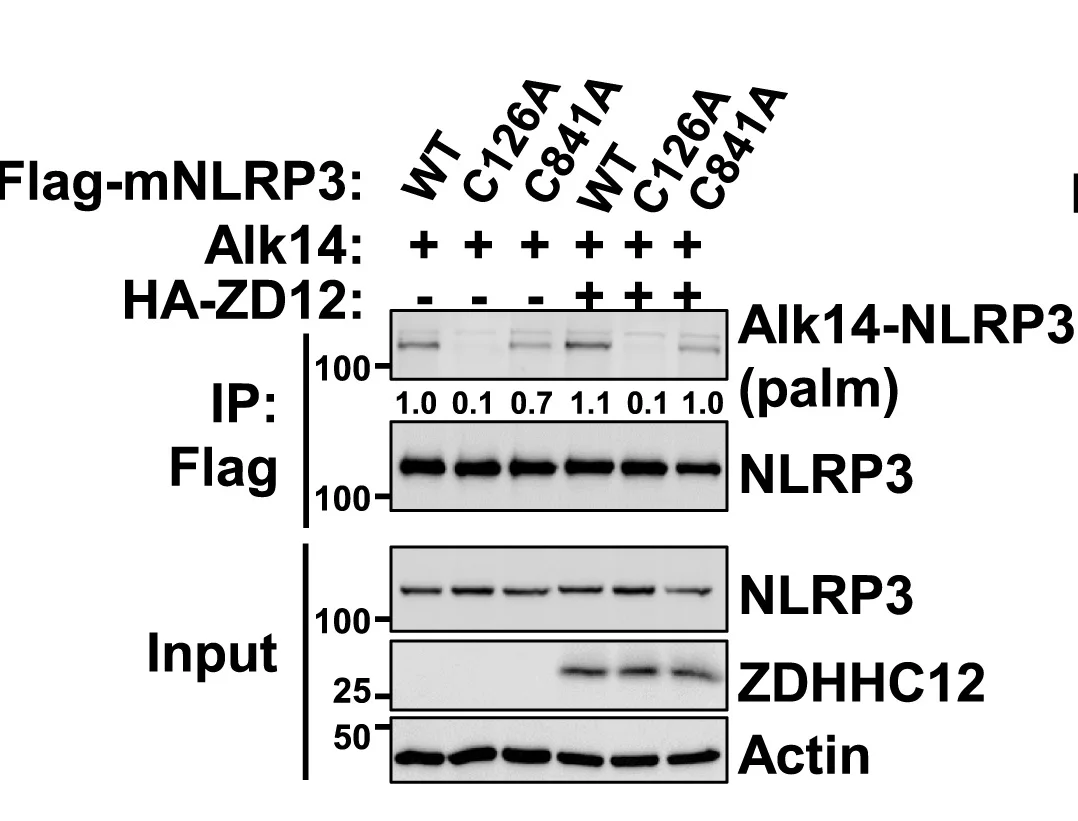 Open access visualization of Gel, Palmitoylation, NLRP3, Wild-Type, Cysteine-to-Alanine Mutants