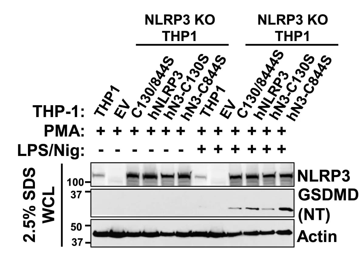 Open access visualization of Gel, Immunoblot Analysis, NLRP3, GSDMD, WCL