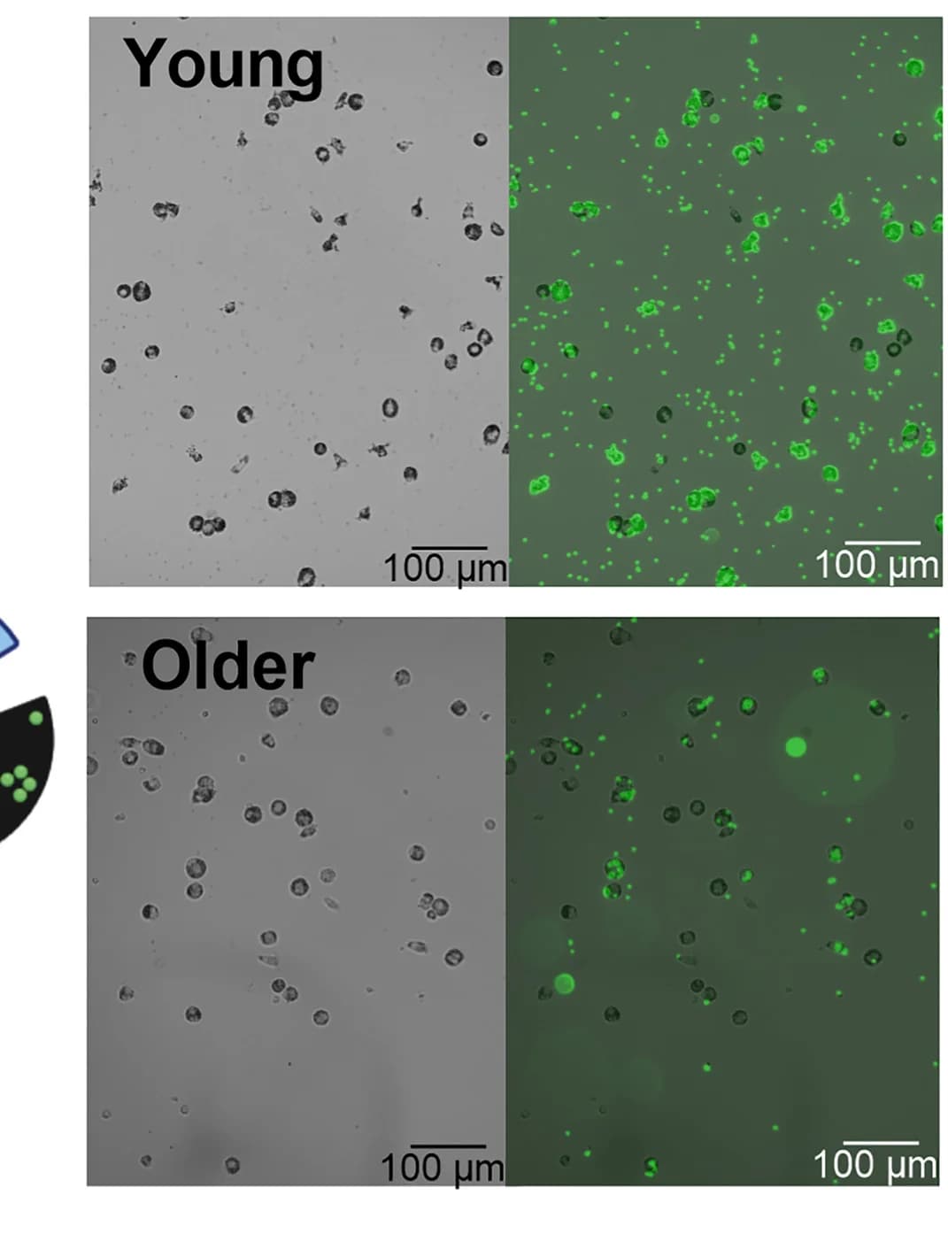 Open access visualization of Microscopy, MDM, Fluorescent Beads, Images