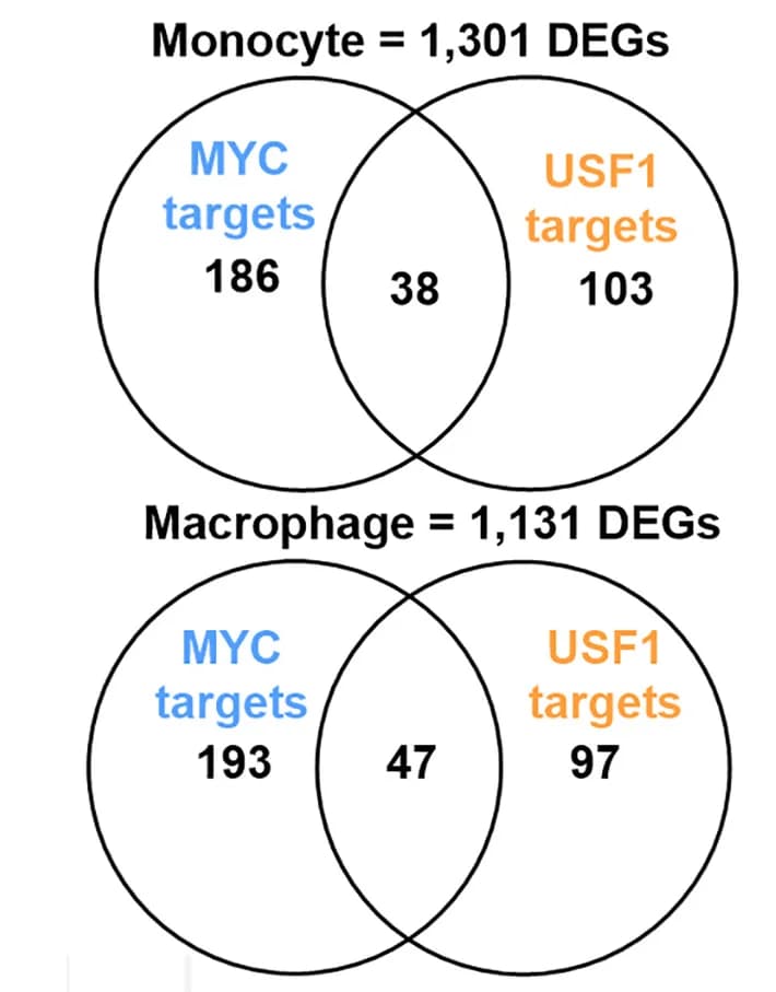 Open access visualization of Venn Diagram, MYC, USF1, DEGs, Cardiogenics Consortium