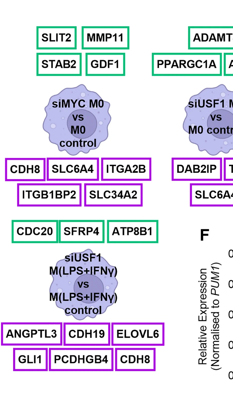 Open access visualization of Illustration, Genes, MDMs, Upregulated Genes, Downregulated Genes