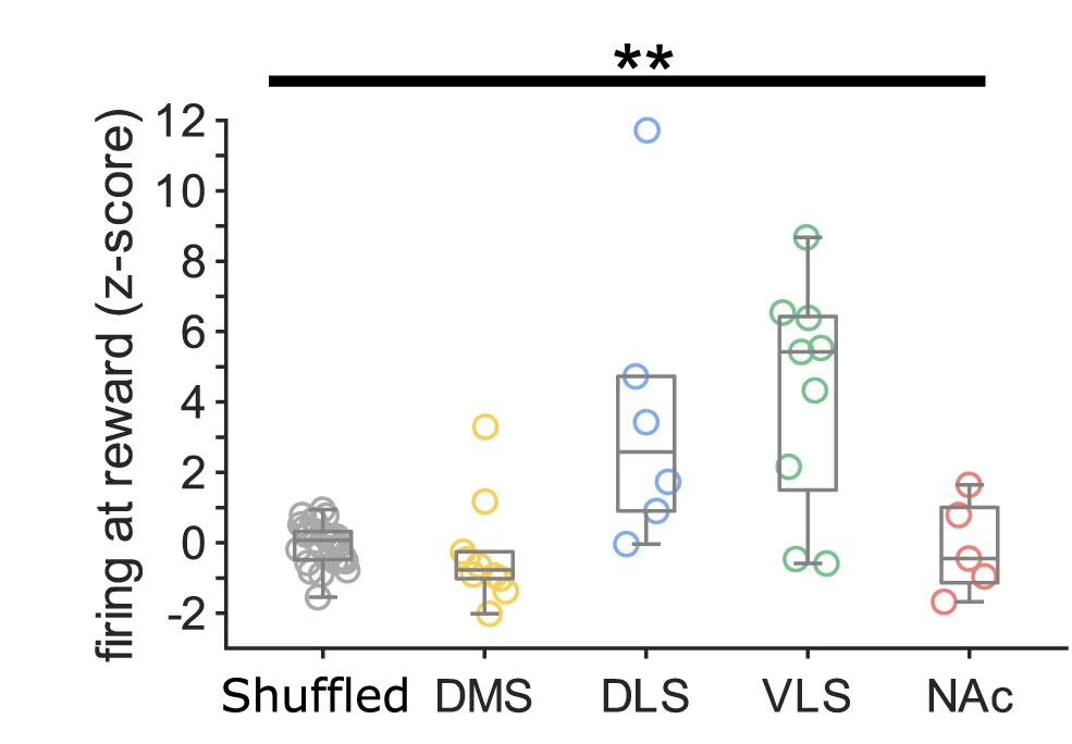 Open access visualization of Box Plot, Scatter Plot, Firing Rate, Reward, Neurons