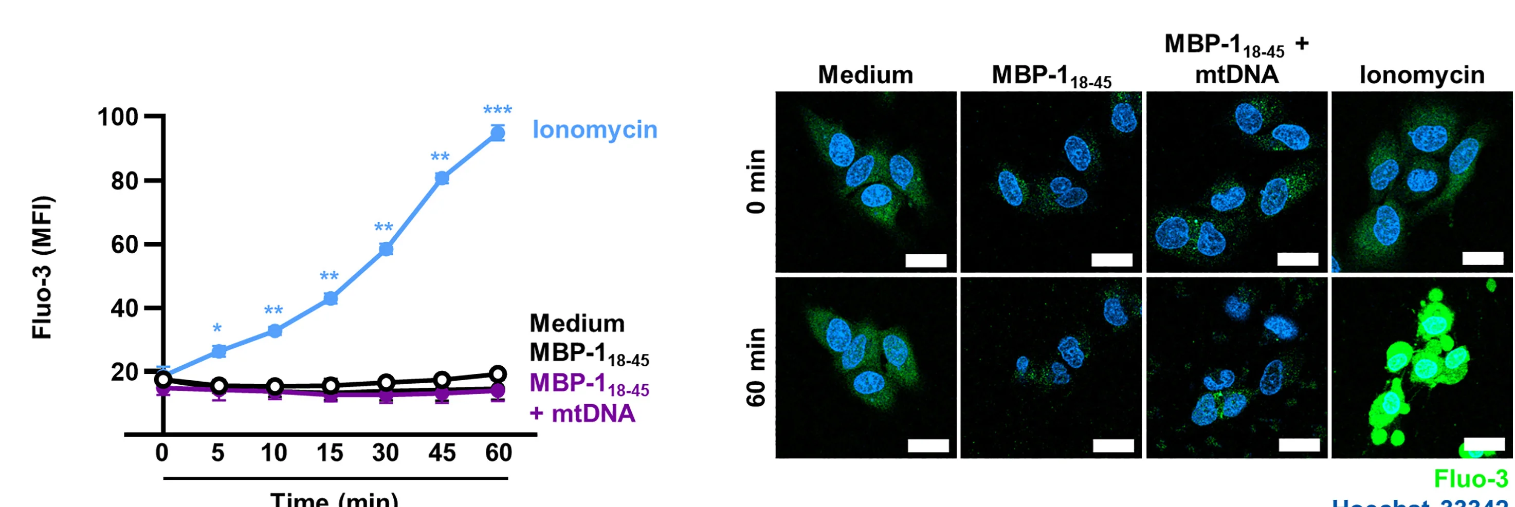 Open access visualization of Line Plot, Microscopy, BEAS-2B Cells, Fluo-3 AM, Hoechst 33342