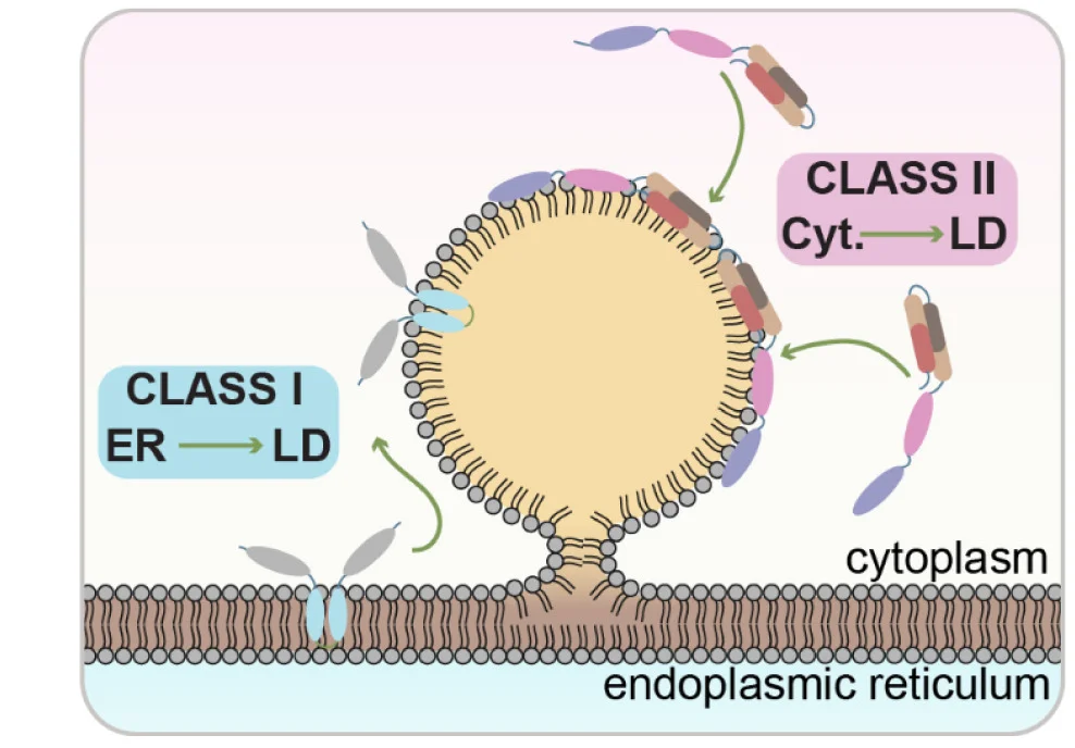 Open access visualization of Workflow, Illustration, LD Proteins, ER, Cytoplasm