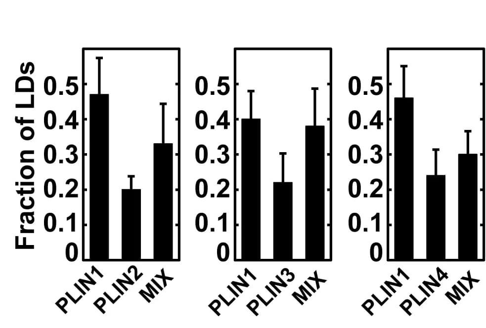 Open access visualization of Bar Plot, Error Bars, Quantification, PLIN1, PLIN2