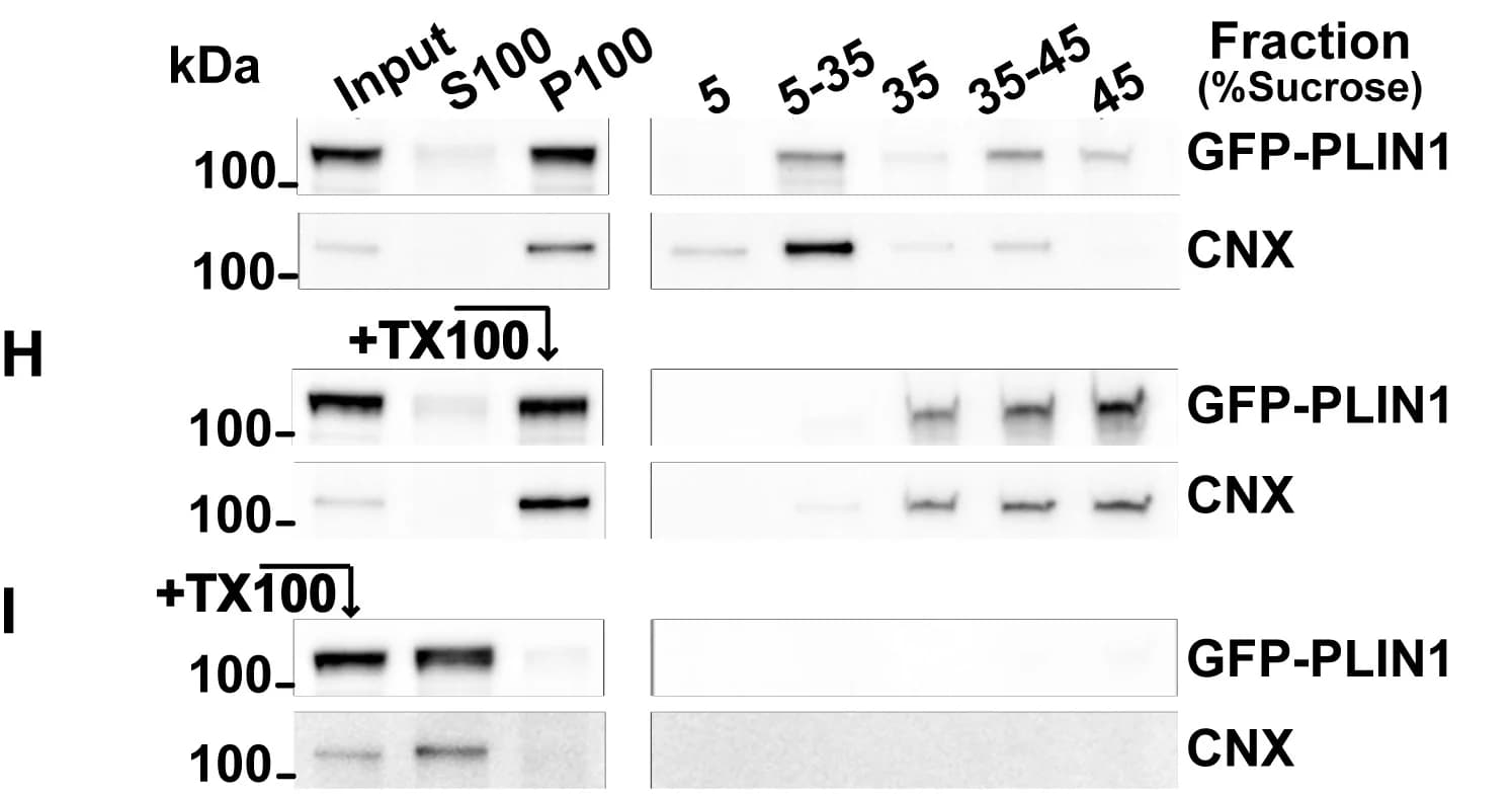 Open access visualization of Gel, COS7 Cells, PLIN1, GFP-PLIN1, GFP-PLIN2
