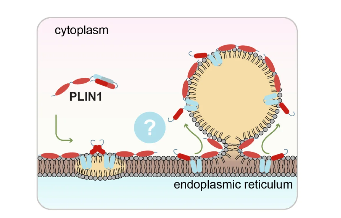 Open access visualization of Illustration, PLIN1, Integral Membrane Protein, Membrane Anchor, Endoplasmic Reticulum