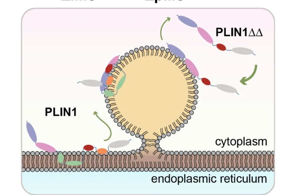 Open access visualization of Illustration, Workflow, Integral Membrane Segment, Peripheral Membrane Segment, PLIN1
