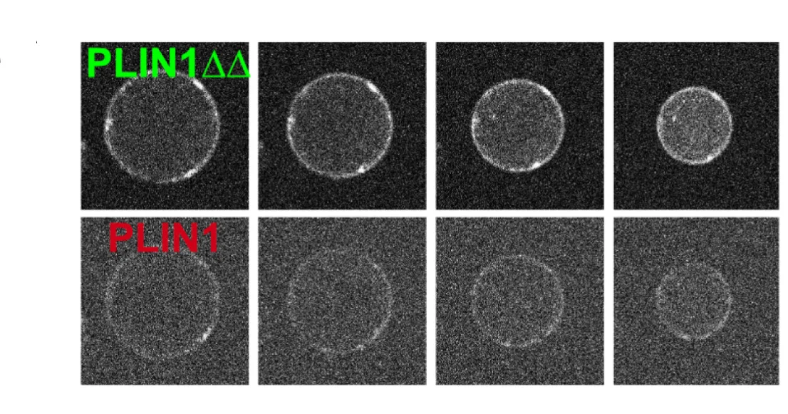 Open access visualization of Microscopy, GFP-PLIN1, mCherry-PLIN1, Buffer-in-oil system, Aqueous phase