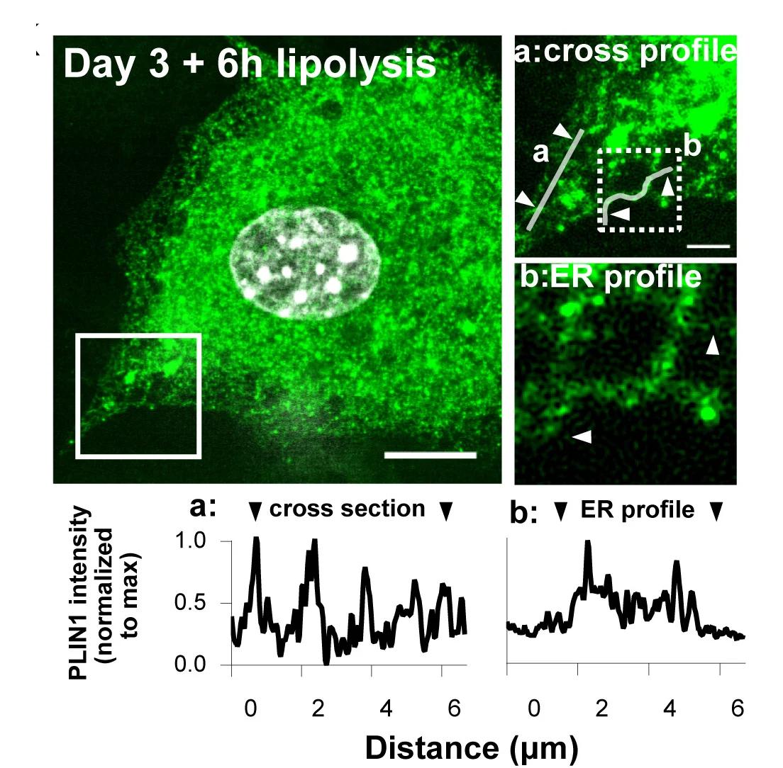 Open access visualization of Line Plot, Microscopy, Forskolin