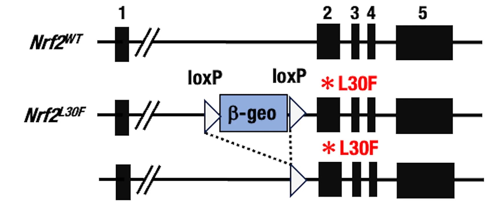 Open access visualization of Workflow, Illustration, Conditional Expression, NRF2L30F