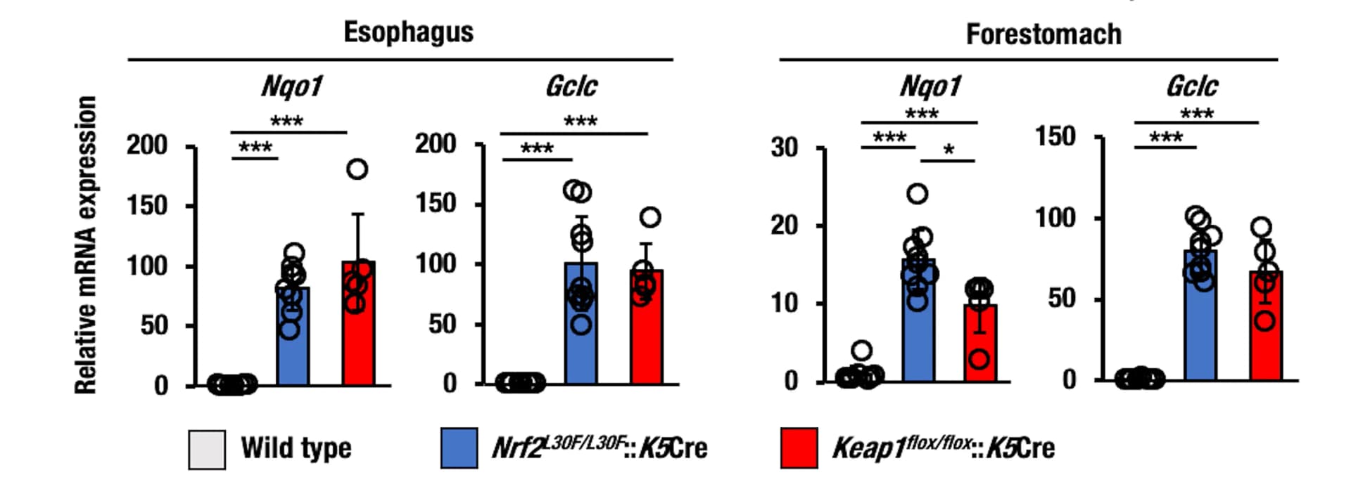 Open access visualization of Bar Plot, Error Bars, Scatter Plot, Transcript Level, Nqo1 Gene