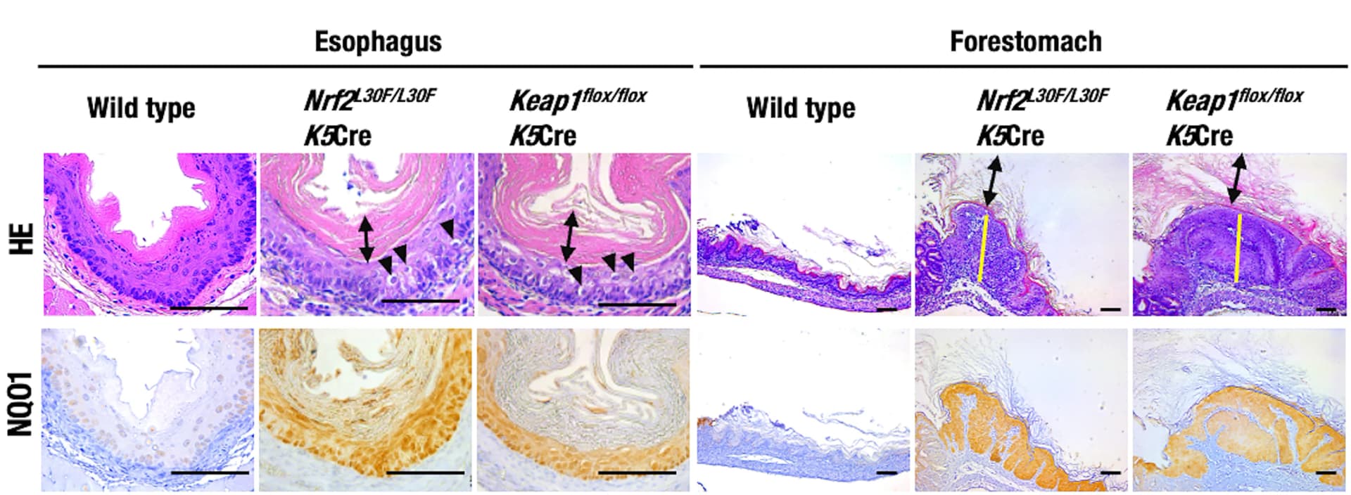 Open access visualization of Microscopy, H&E Staining, NQO1 Immunostaining, Esophagus, Forestomach