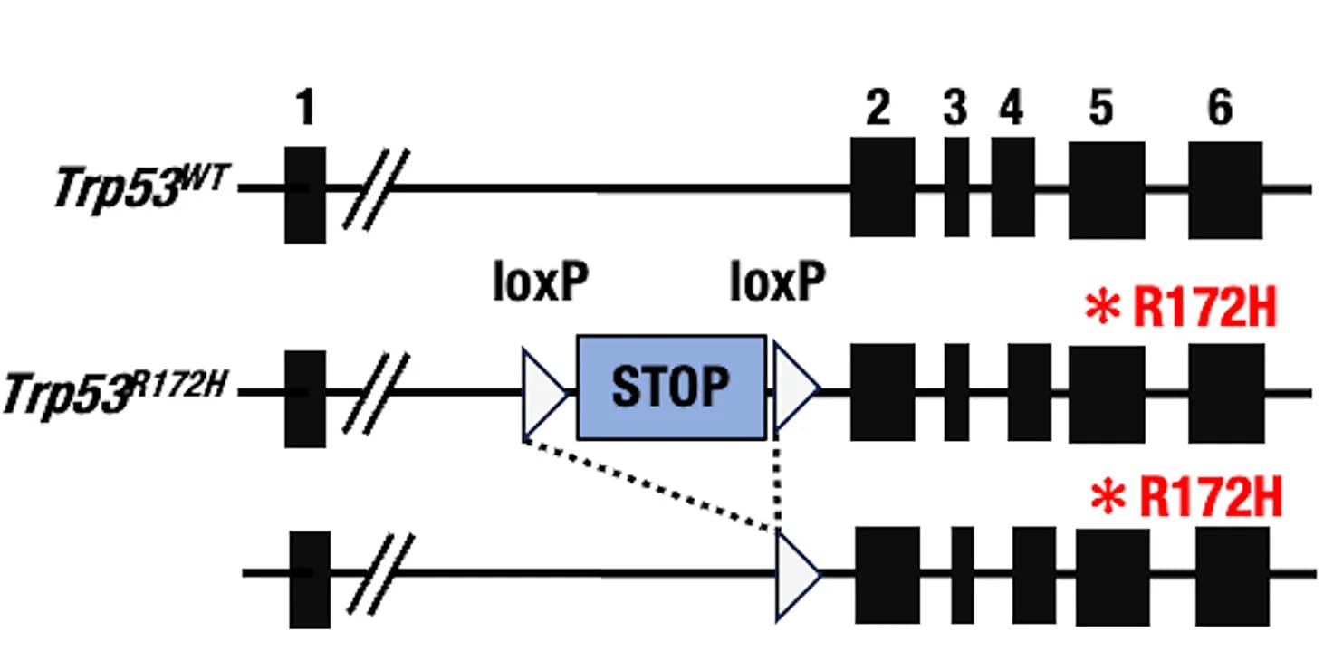 Open access visualization of Illustration, Workflow, Conditional Expression System, TRP53R172H