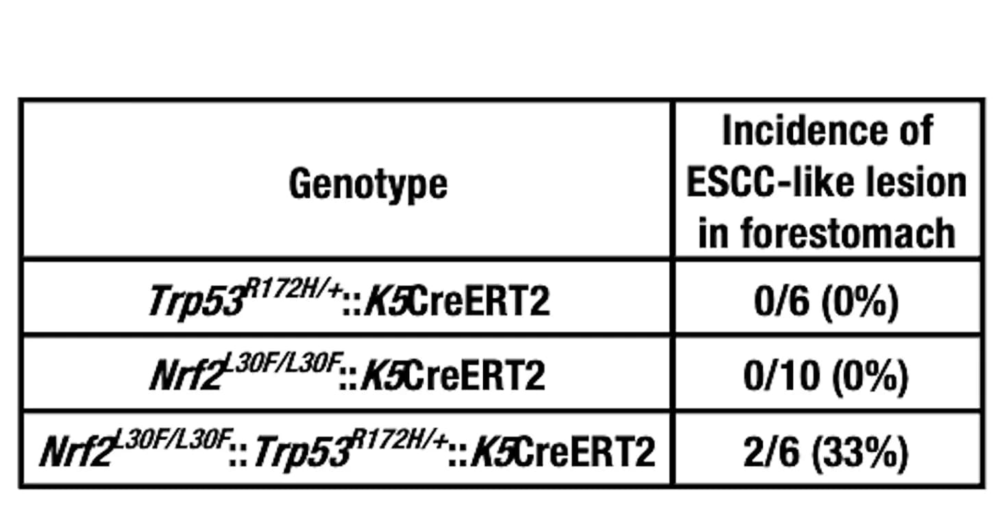 Open access visualization of Table Image, ESCC-like Lesions, Forestomach, Trp53R172H, K5CreERT2