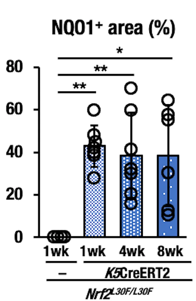 Open access visualization of Bar Plot, Scatter Plot, Error Bars, NQO1 Positive Area, Esophagus