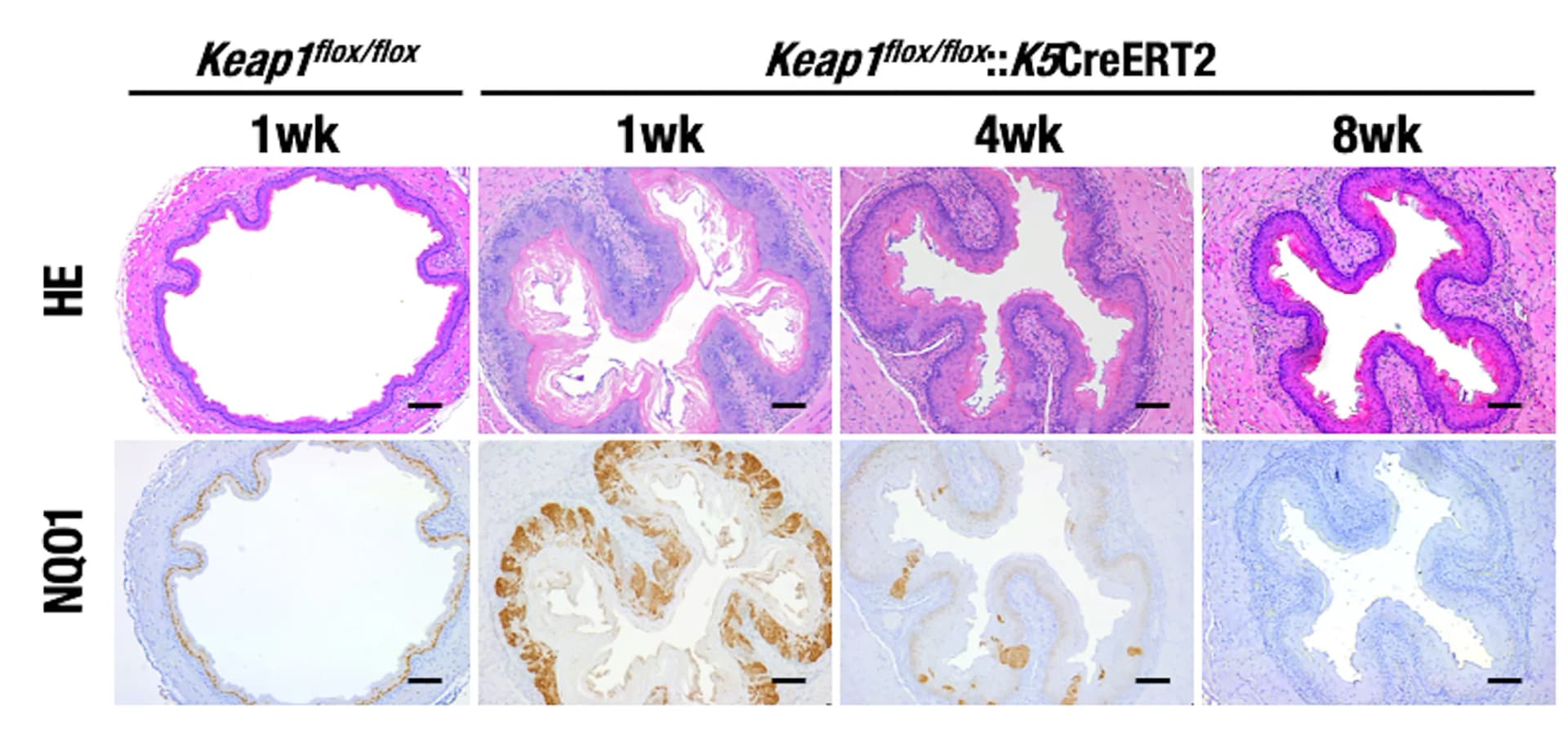 Open access visualization of Microscopy, H&E Staining, NQO1 Immunostaining, Esophagus, Keap1flox/flox Mice