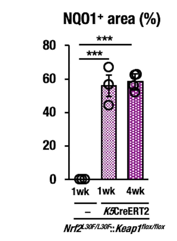 Open access visualization of Bar Plot, Error Bars, NQO1, Esophagus, Mice
