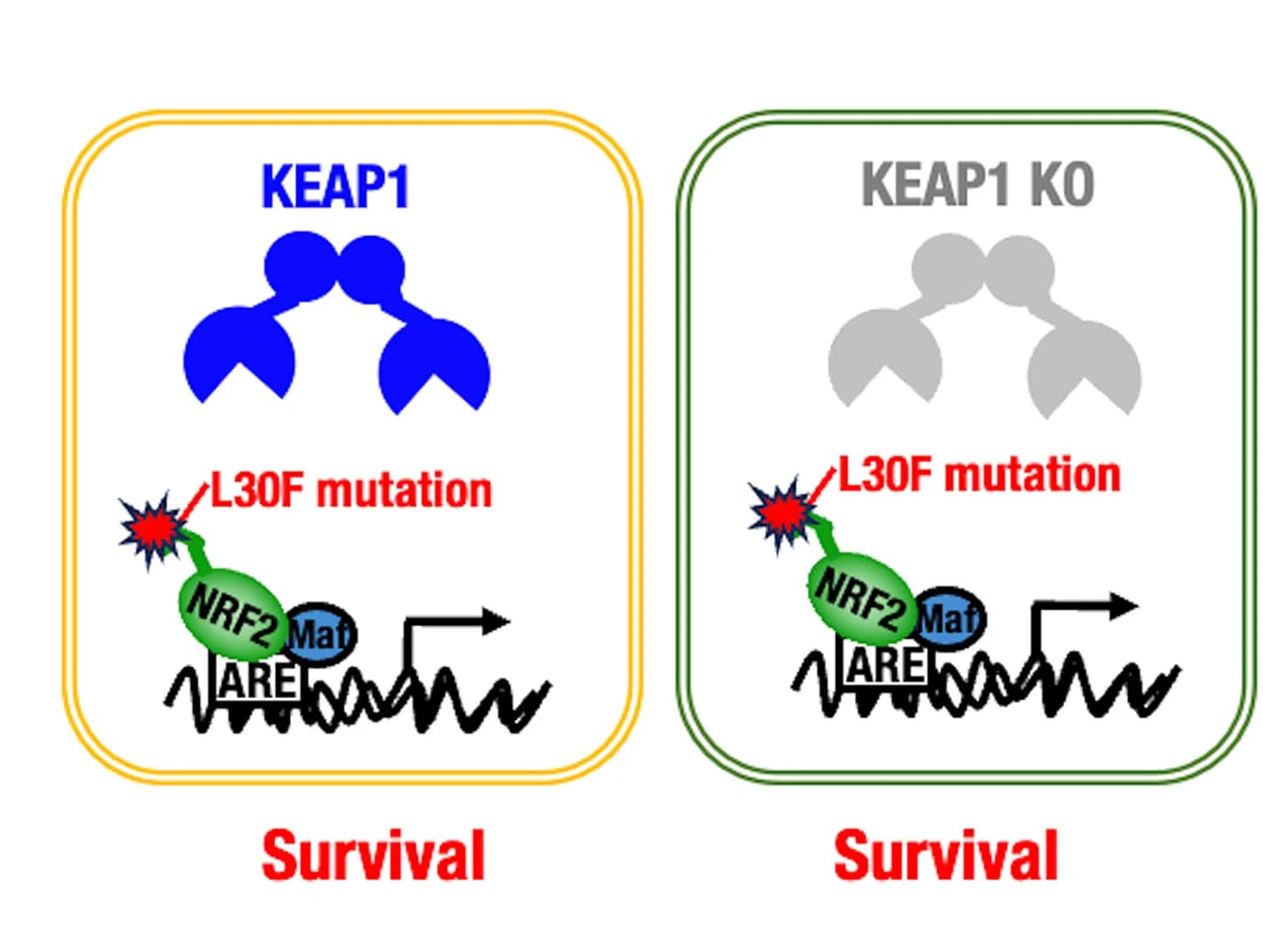 Open access visualization of Workflow, Illustration, Model, KEAP1, Survival