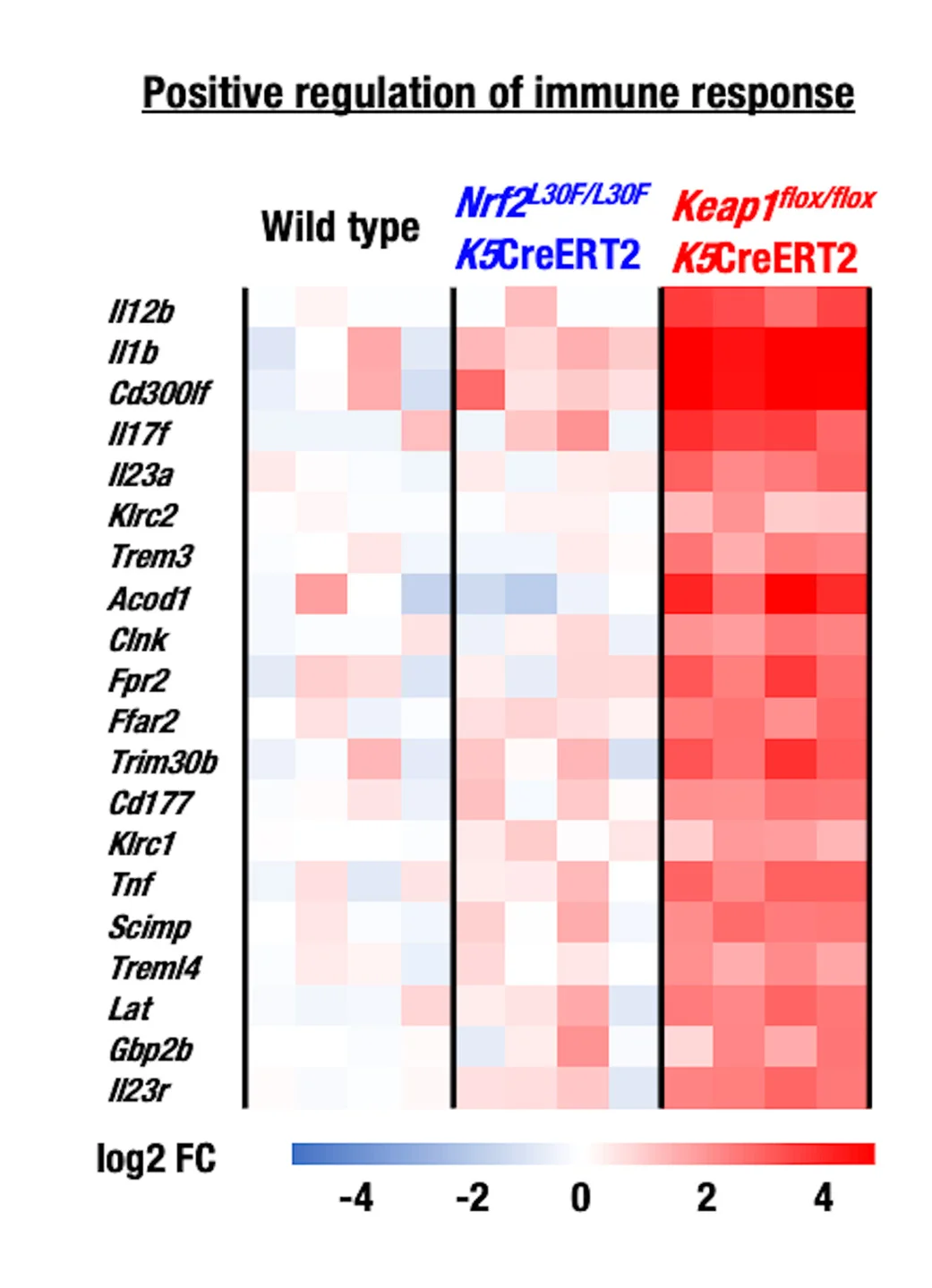 Open access visualization of Heatmap, Gene Expression, Immune Response, Esophagus, Mice