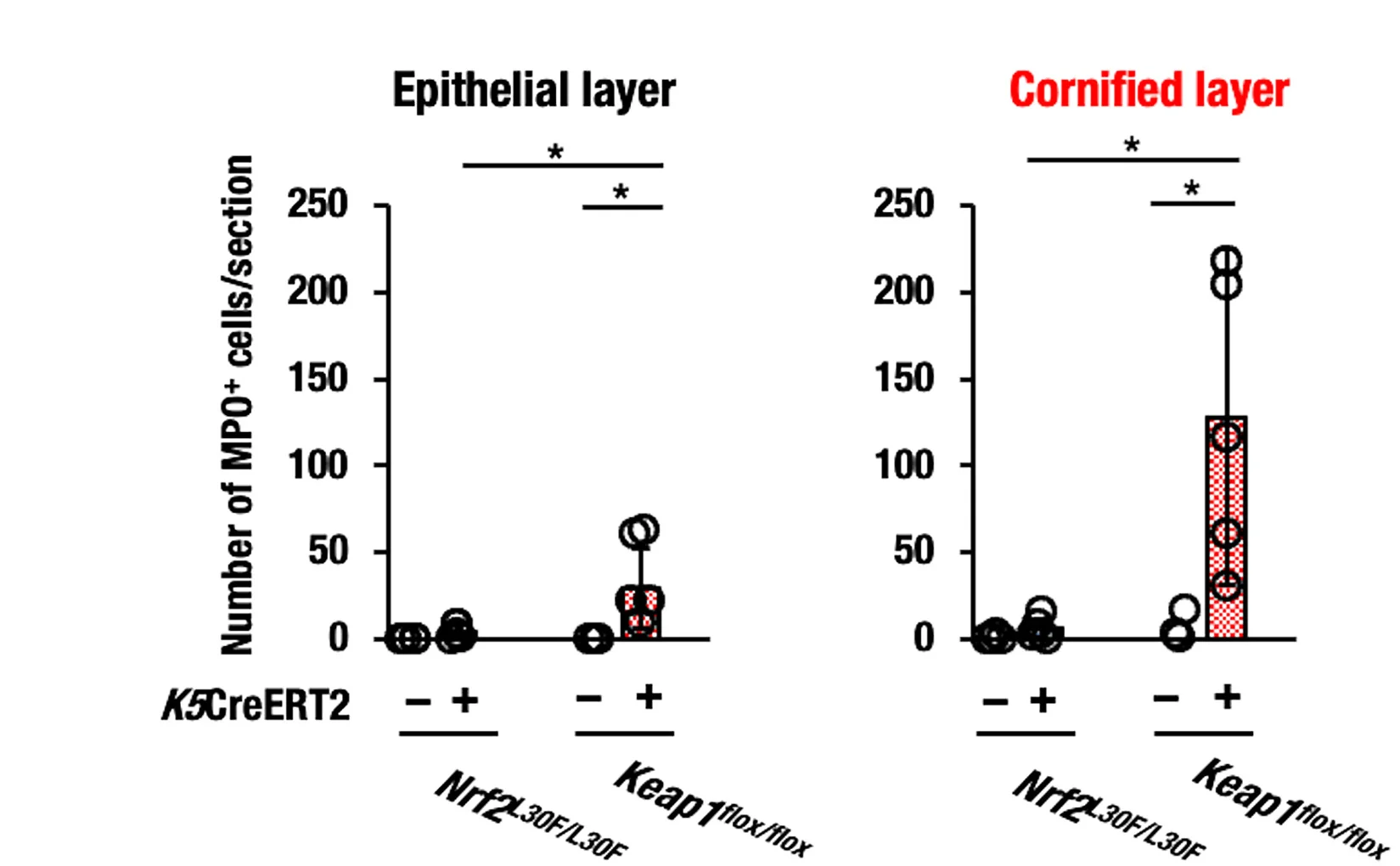 Open access visualization of Bar Plot, Scatter Plot, Error Bars, Quantification, MPO-positive Cells
