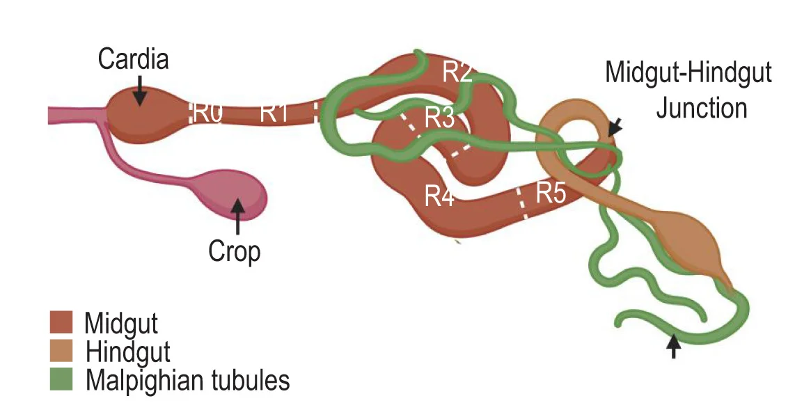 Open access visualization of Illustration, Workflow, Drosophila, Digestive Tract, Malpighian Tubules