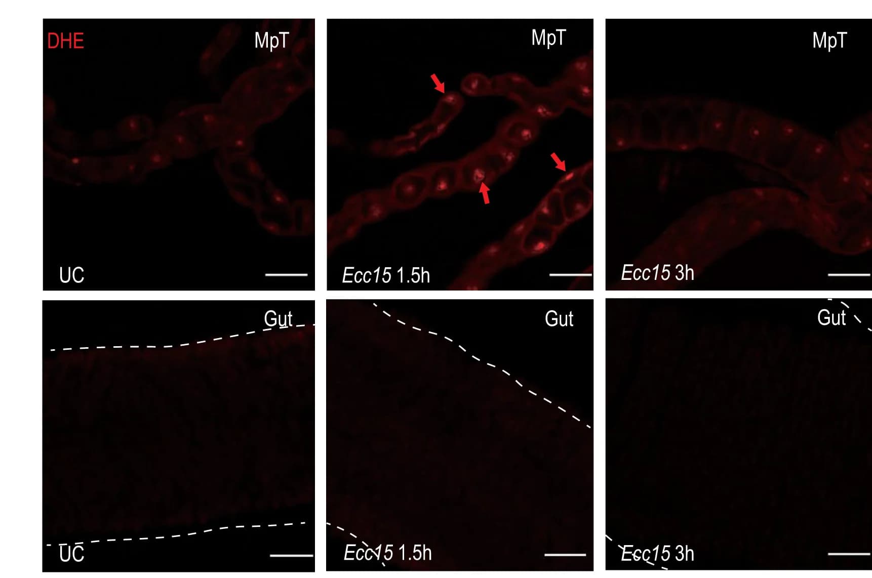 Open access visualization of Microscopy, Confocal Images, Malpighian Tubules, Gut, DHE Staining