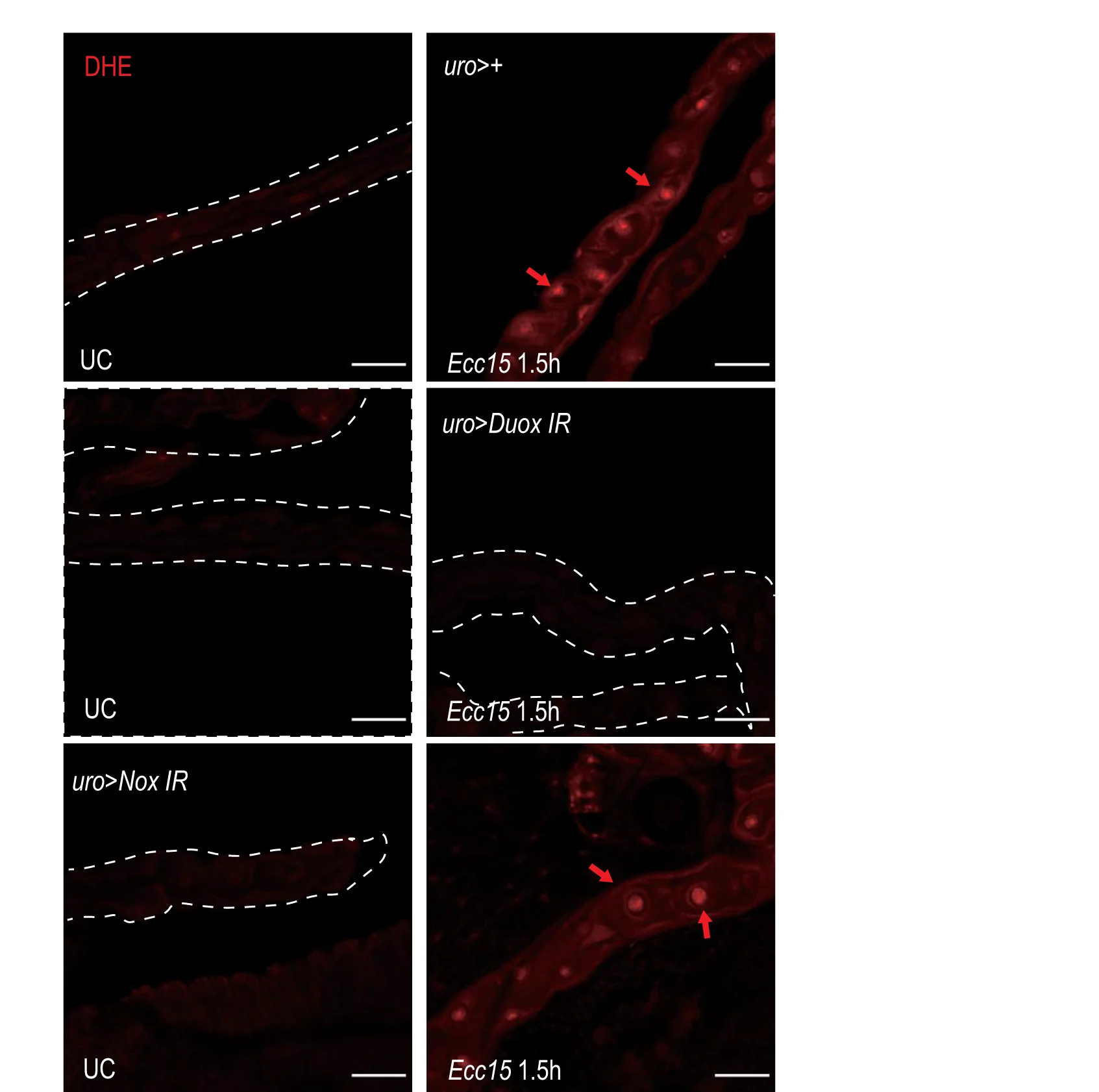 Open access visualization of Microscopy, Confocal Images, DHE Staining, Malpighian Tubules, ROS