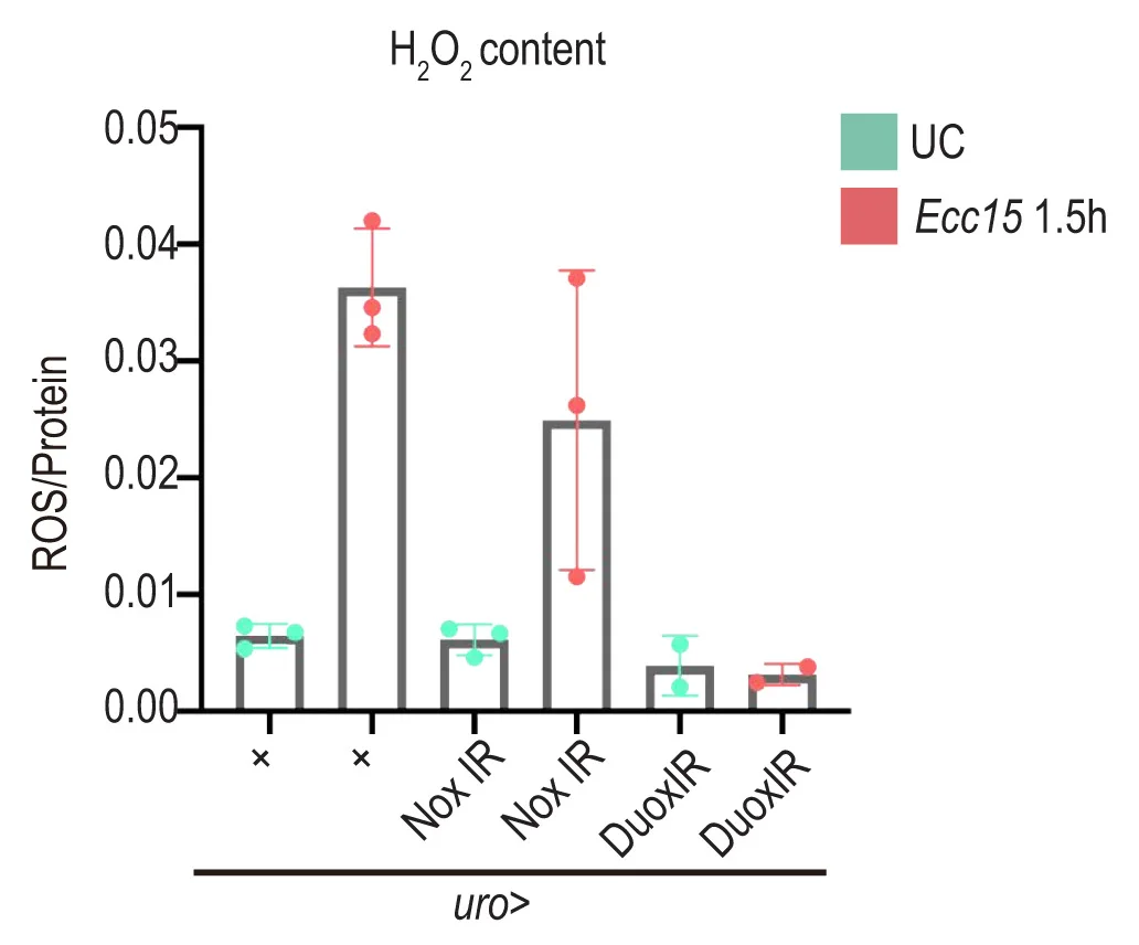 Open access visualization of Bar Plot, Error Bars, Fluorometric Measurement, Hydrogen Peroxide, Malpighian Tubules