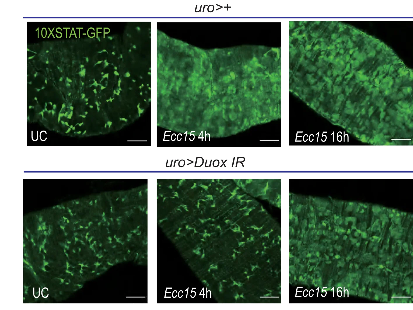 Open access visualization of Microscopy, Duox, MpT, JAK-STAT Pathway, Gut