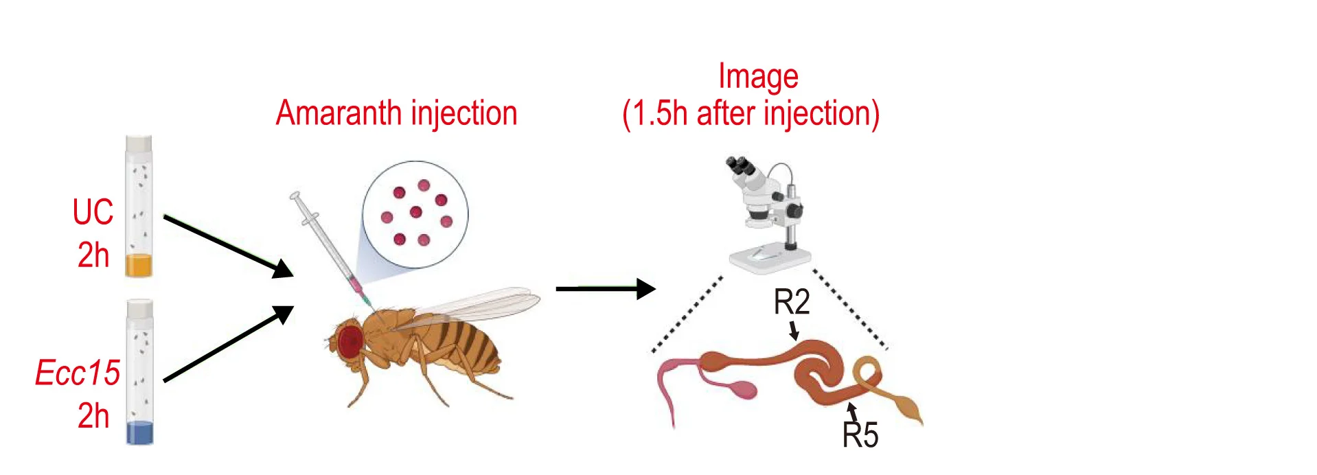 Open access visualization of Workflow, Illustration, Schematic Diagram, Experimental Setup, In Vivo