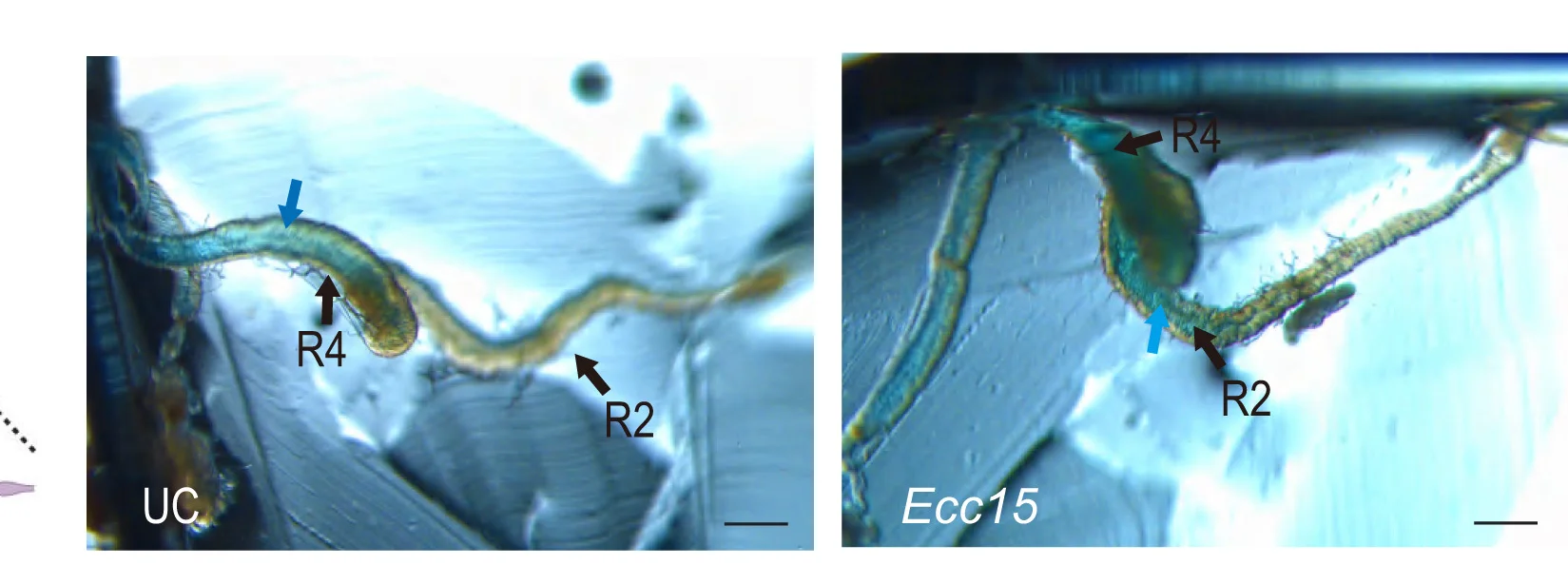 Open access visualization of Microscopy, FD&C Blue Dye, Malpighian Tubules, Gut Lumen