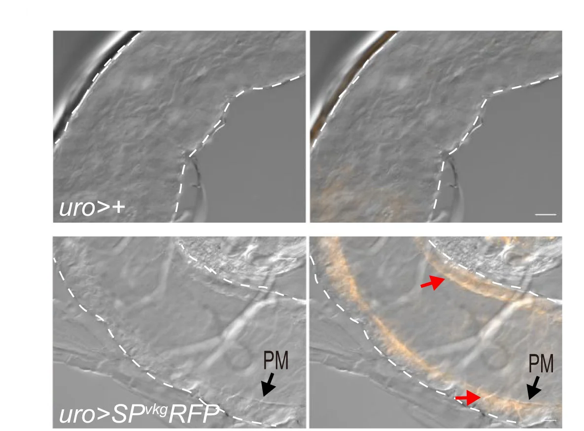 Open access visualization of Microscopy, RFP, Malpighian Tubules, Midgut Lumen, Live Picture
