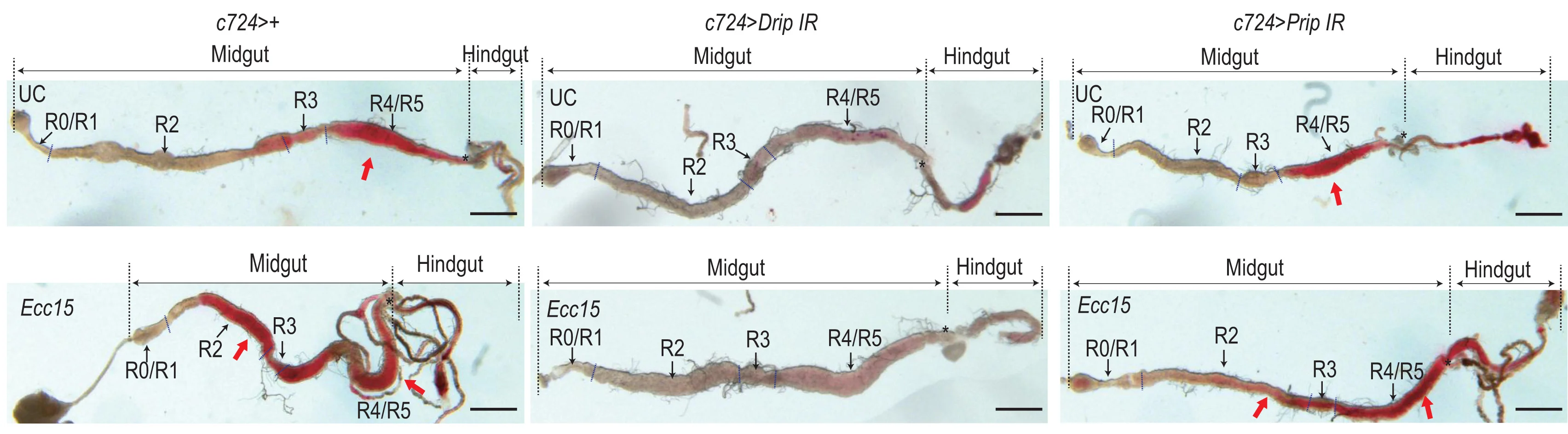 Open access visualization of Microscopy, Countercurrent Flow, Amaranth Injection Assay, Wild-Type Flies, Aquaporin Knockdown Flies