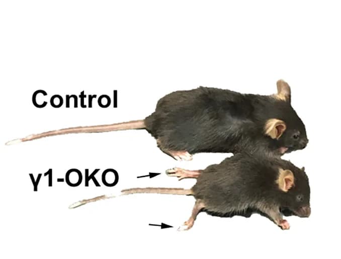 Open access visualization of Photo, γ1-OKO Mice, Size, Hindlimb Paralysis, P28