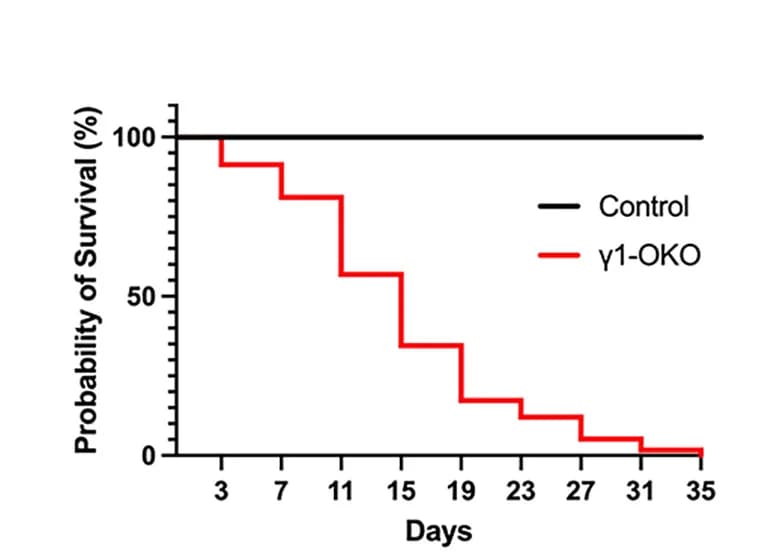 Open access visualization of Survival Curve, Line Step, Survival Plot, Control Mice, γ1-OKO Mice
