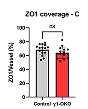 Open access visualization of Bar Plot, Error Bars, ZO-1, Claudin-5, Control Mice