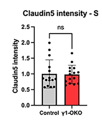 Open access visualization of Bar Plot, Error Bars, ZO-1, Claudin-5, Control Mice
