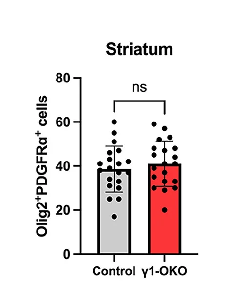 Open access visualization of Bar Plot, Scatter Plot, Error Bars, OPC Numbers, Striatum