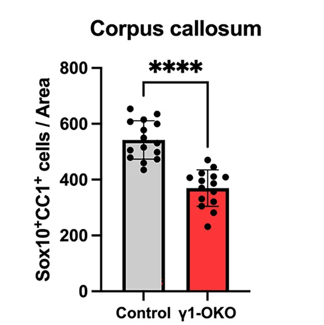 Open access visualization of Bar Plot, Error Bars, Mature-OL Numbers, Corpus Callosum, Control Mice