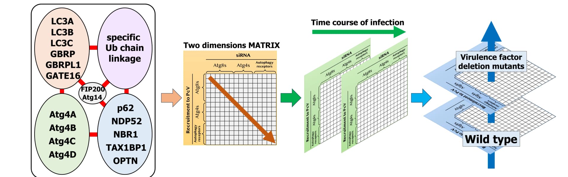 Open access visualization of Workflow, Flowchart, Illustration, Table Image, Autophagy